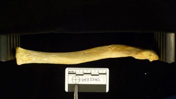 Media type: image;   Mammalogy 23182